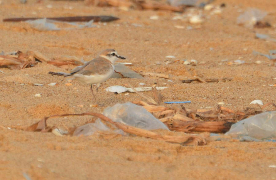 Gravelot à front blanc