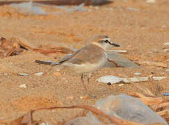 White-fronted Plover