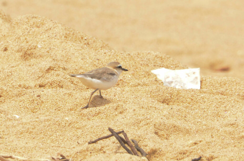 White-fronted Ploveradult