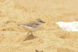 White-fronted Plover