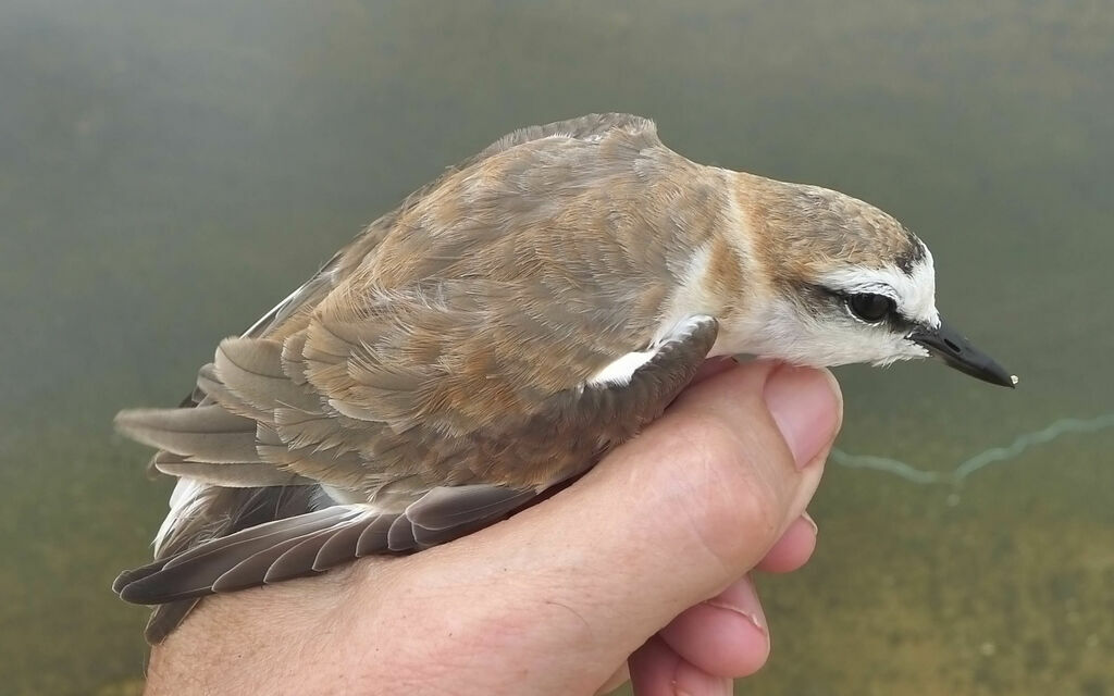 White-fronted Ploveradult, identification