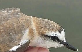 White-fronted Plover