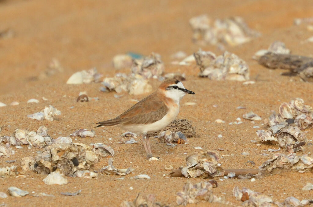 White-fronted Ploveradult, identification