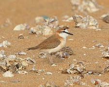 White-fronted Plover