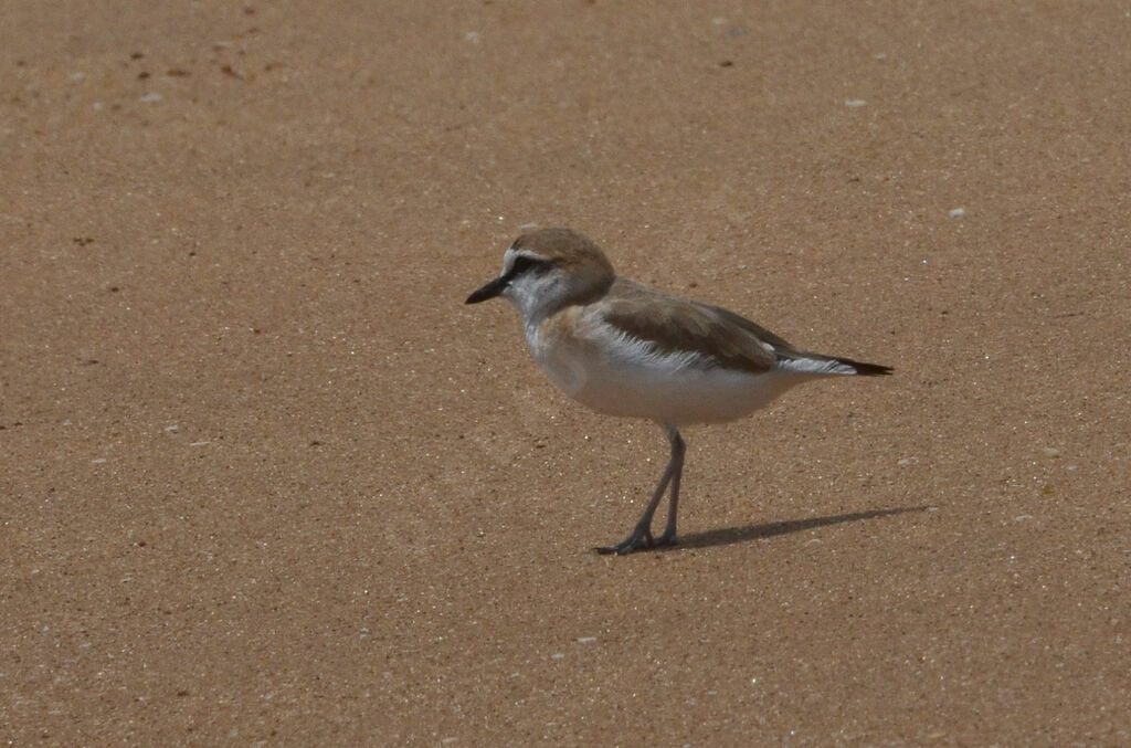 Gravelot à front blancadulte, identification