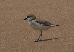 White-fronted Plover