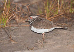 Forbes's Plover