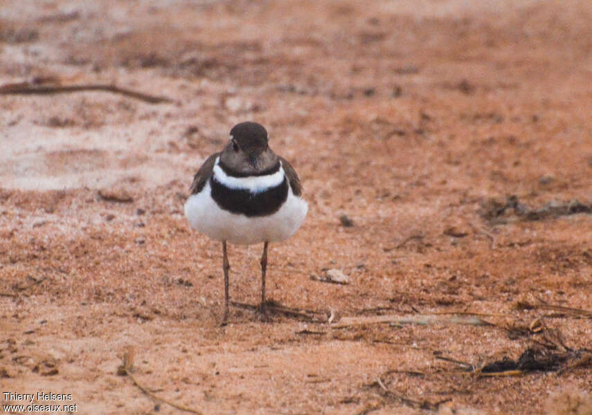 Forbes's Ploveradult post breeding, pigmentation