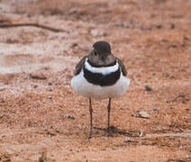 Forbes's Plover