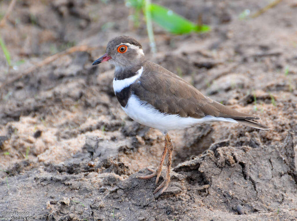 Gravelot de Forbesadulte, identification