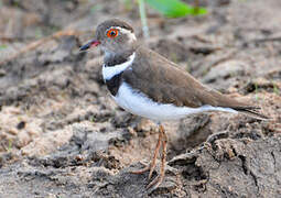 Forbes's Plover