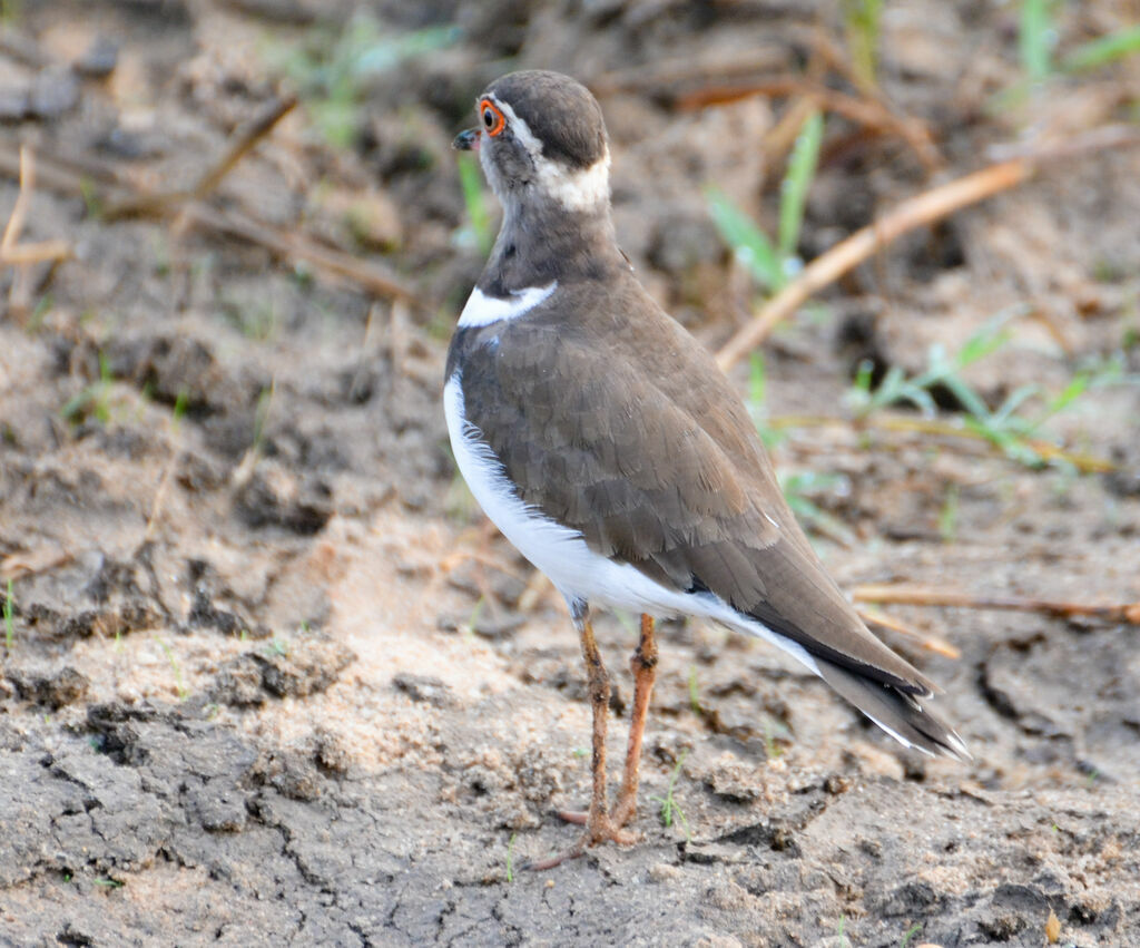 Forbes's Ploveradult, identification