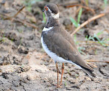 Forbes's Plover