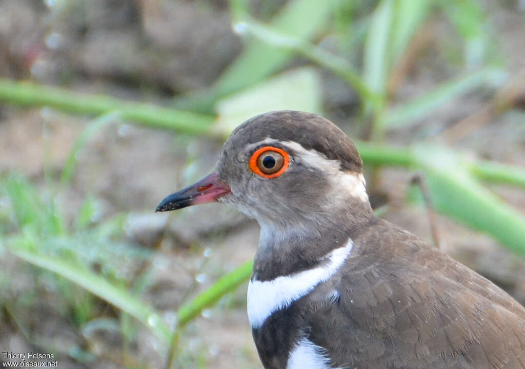 Forbes's Ploveradult, close-up portrait