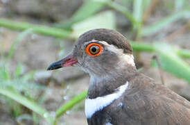 Forbes's Plover