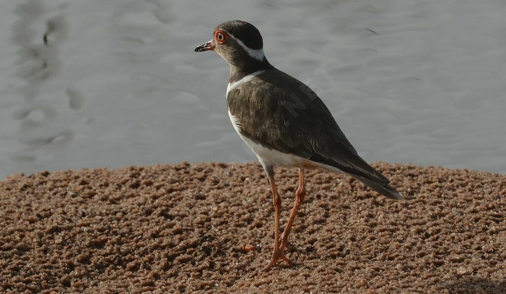 Gravelot de Forbesadulte, identification