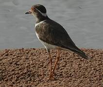 Forbes's Plover