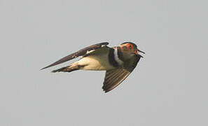 Forbes's Plover