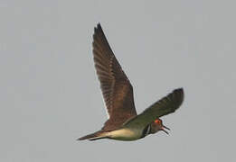 Forbes's Plover