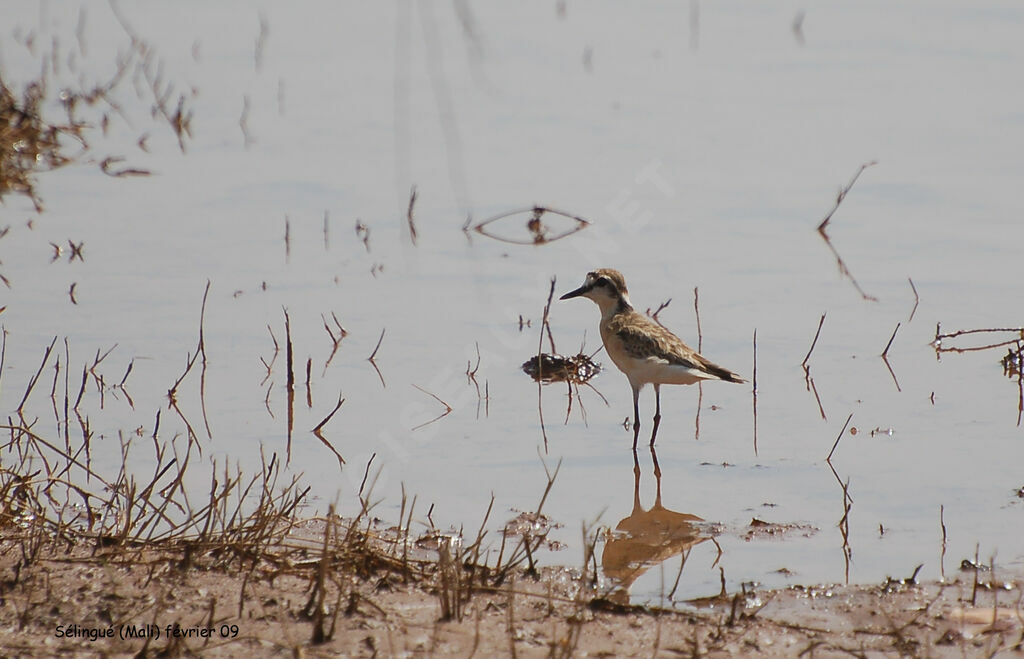 Kittlitz's Plover