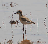 Kittlitz's Plover