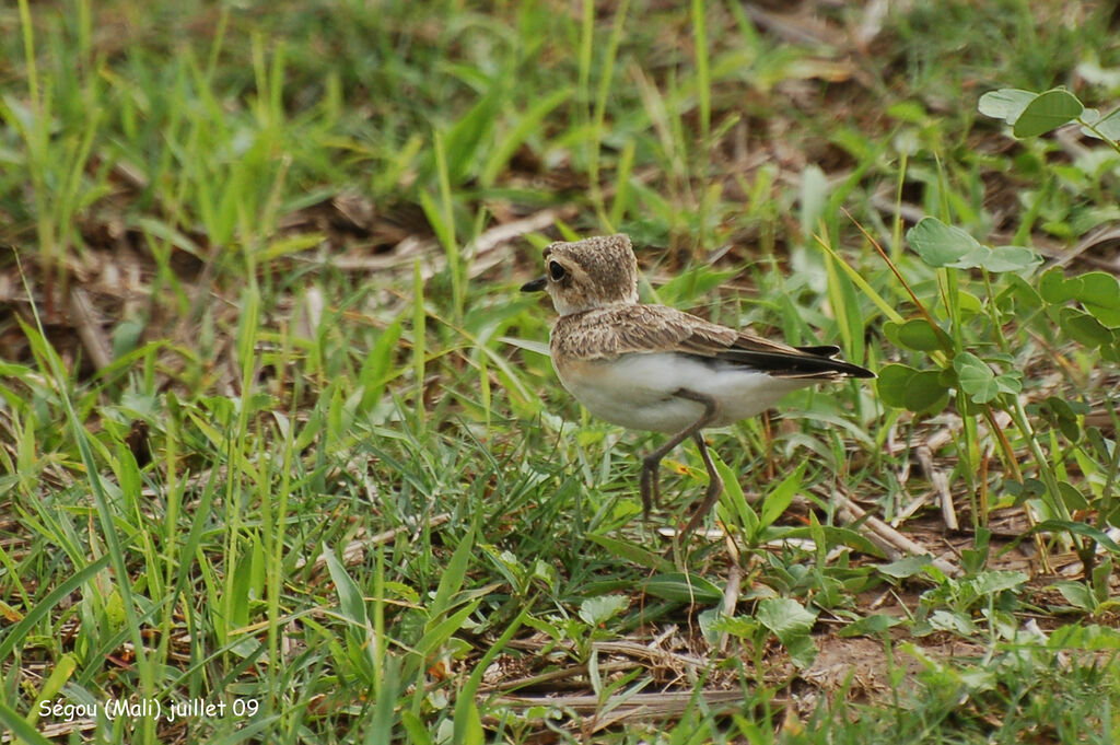 Gravelot pâtrejuvénile, identification