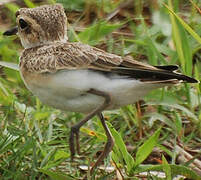 Kittlitz's Plover