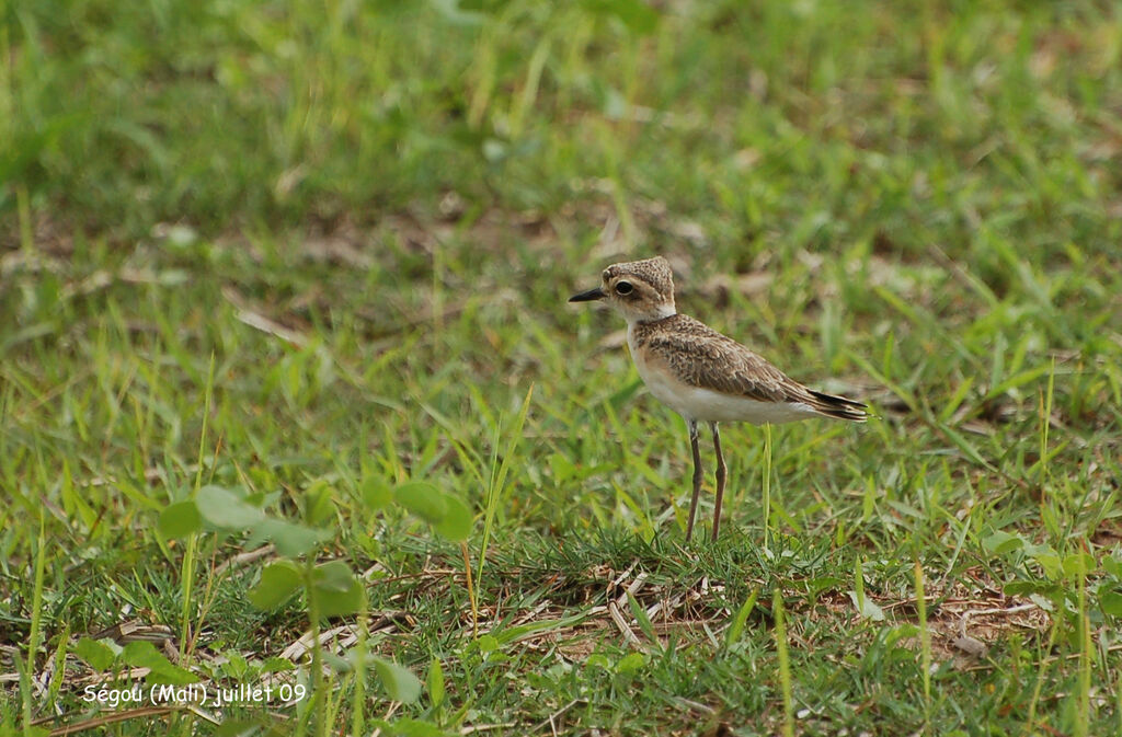 Gravelot pâtrejuvénile, identification