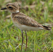 Kittlitz's Plover