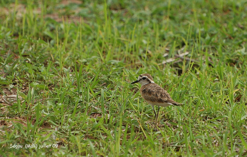 Kittlitz's Plover male adult, identification