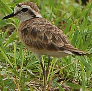 Kittlitz's Plover