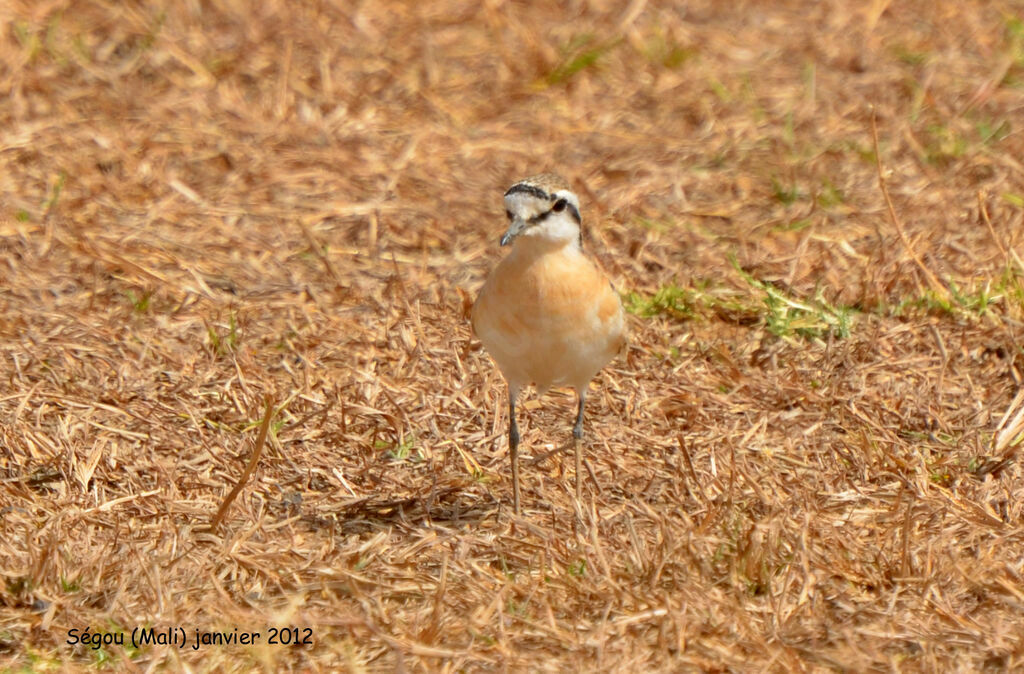 Kittlitz's Plover