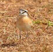 Kittlitz's Plover