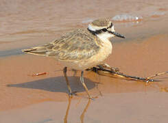 Kittlitz's Plover