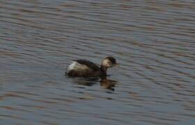 Little Grebe