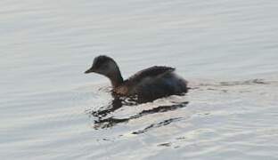 Little Grebe