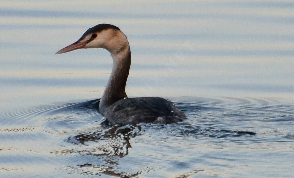 Grèbe huppéimmature