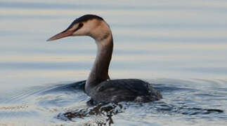 Great Crested Grebe