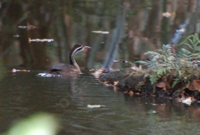 African Finfoot