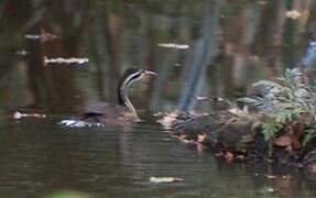 African Finfoot