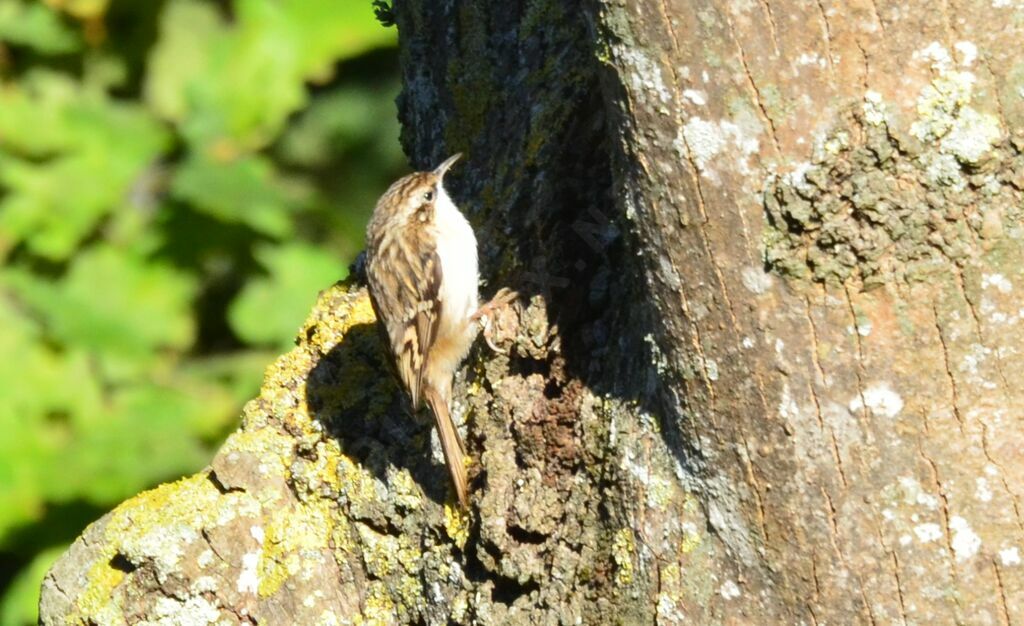 Eurasian Treecreeperadult