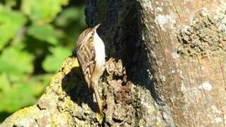 Eurasian Treecreeper