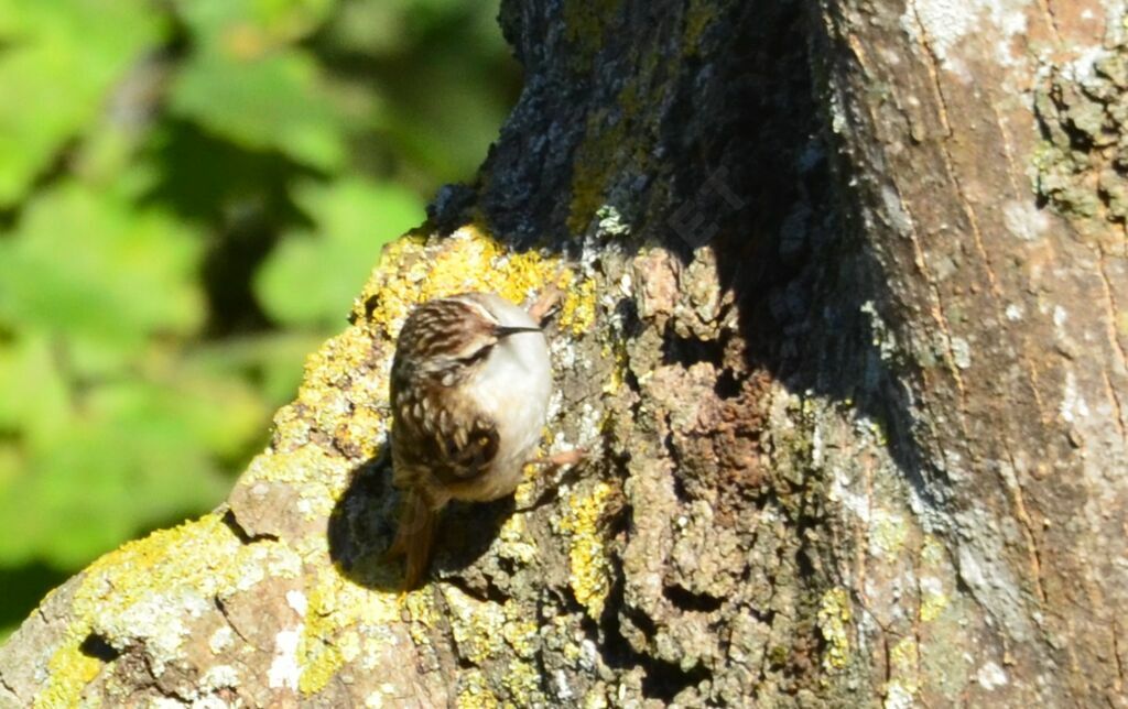 Eurasian Treecreeperadult