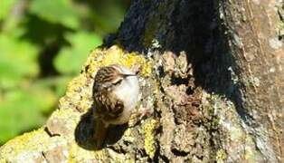 Eurasian Treecreeper