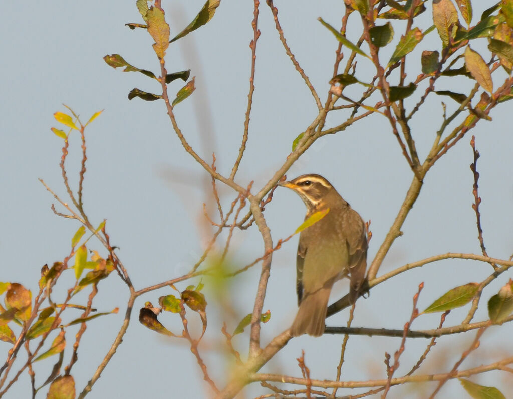 Redwingadult