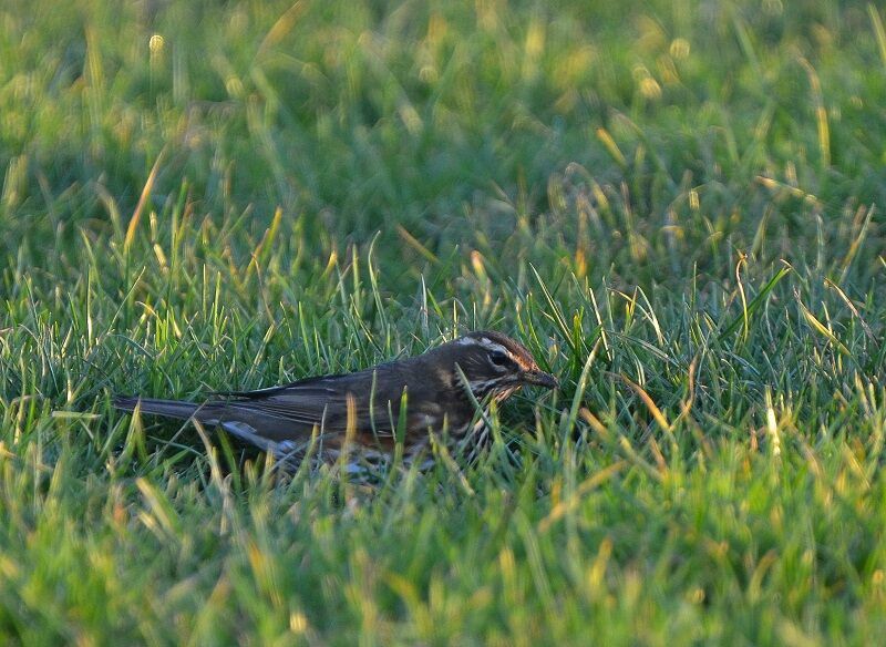 Redwingadult post breeding