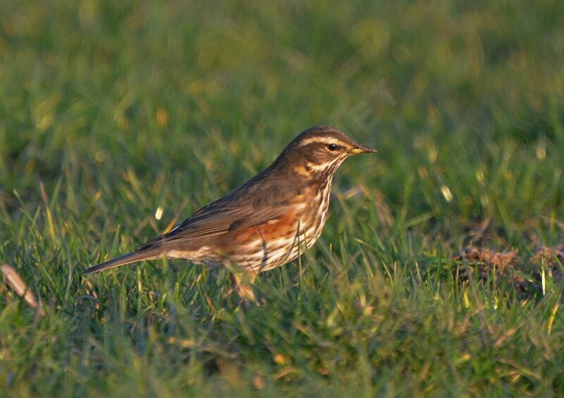 Redwing