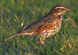 Redwing