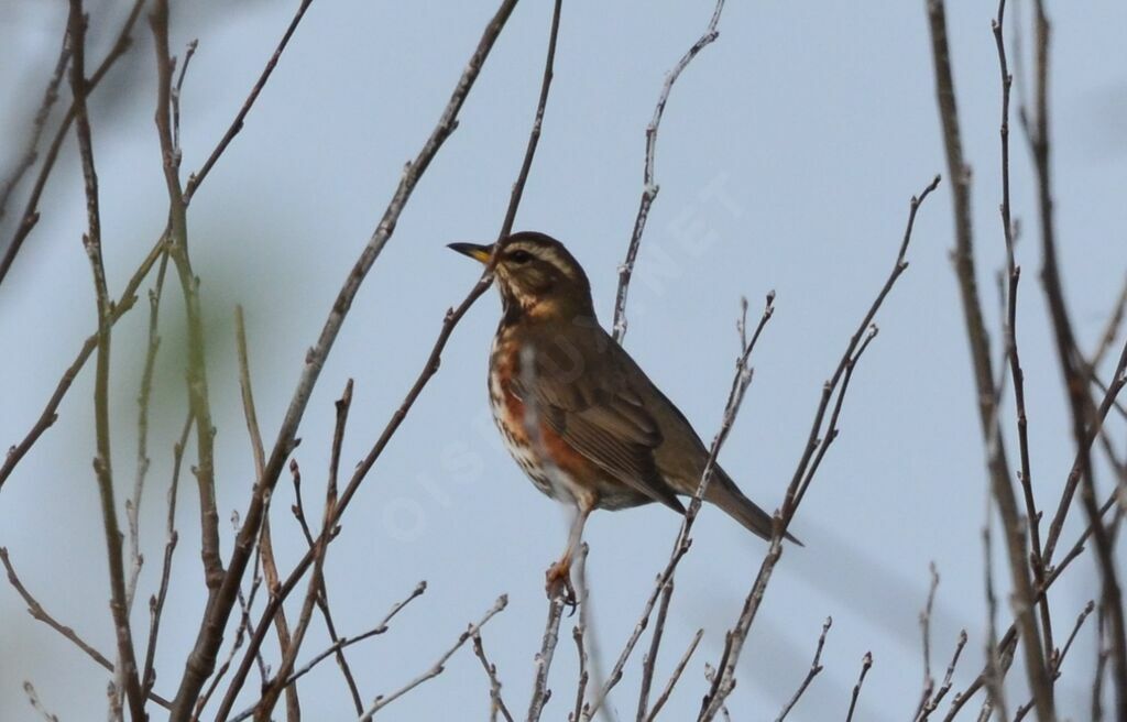 Redwingadult, identification