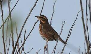 Redwing